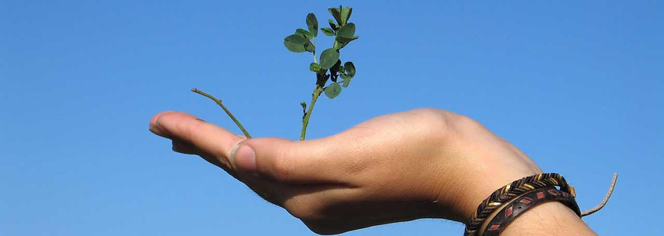 Hand Holding a Plant