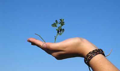 Hand Holding a Plant