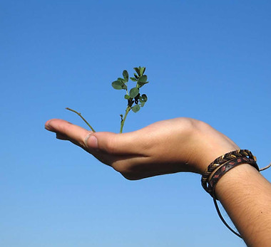 Hand Holding a Plant
