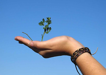 Hand Holding a Plant
