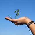 Hand Holding Plant