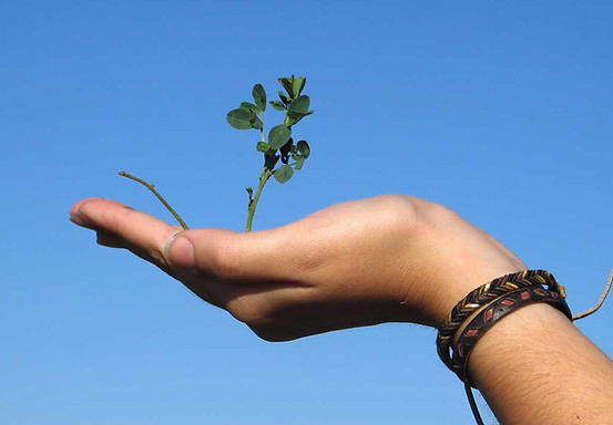 Omalani team member holding a baby plant in her hand symbolizing new growth with Omalani Lifestyle.