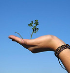 Hand Holding a Plant