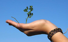 Hand Holding a Plant