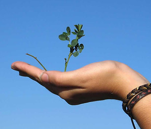 Hand, die eine Pflanze