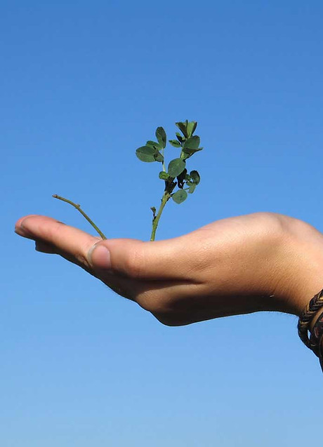 Hand Holding a Plant