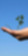 Hand Holding a Plant