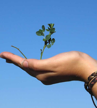 Hand Holding a Plant