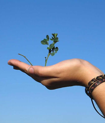 Hand Holding a Plant