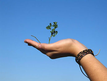 photo d'une main qui porte une petite plante