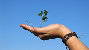 Hand Holding a Plant