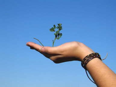A photo of a hand holding a young plant. The background is a light blue clear sky.