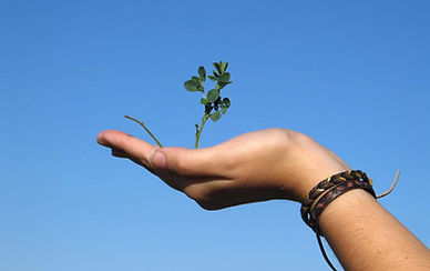 Mano que sostiene una planta