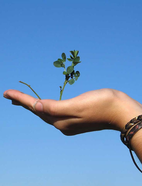 Hand Holding a Plant