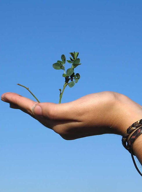 Hand Holding a Plant