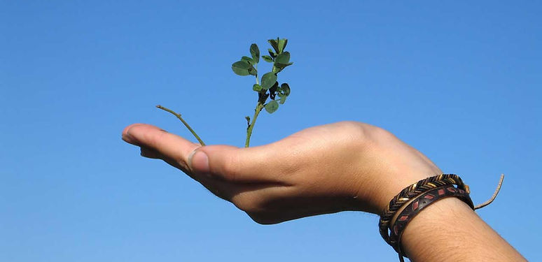 Hand Holding a Plant