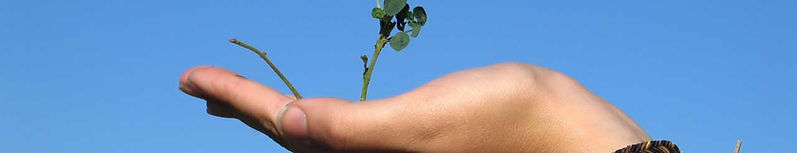 Hand Holding a Plant