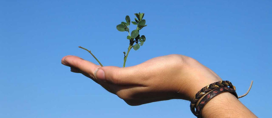 Turning over a new leaf