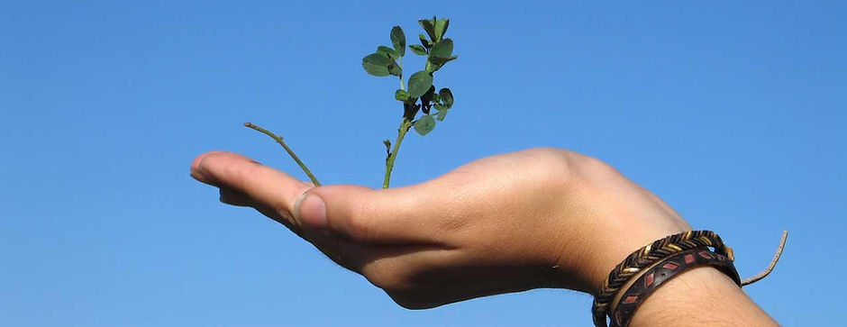 Hand Holding a Plant