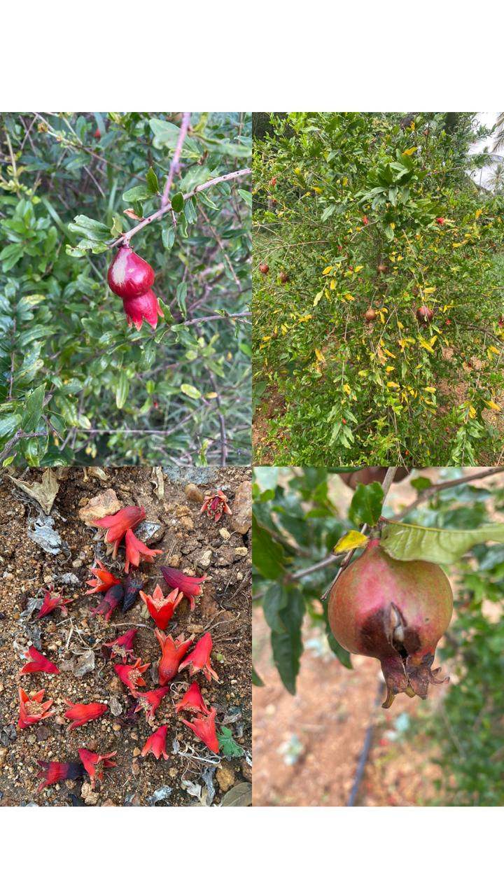 Pomegranate Nutrient Deficiencies – How to Spot & Fix Them Organically