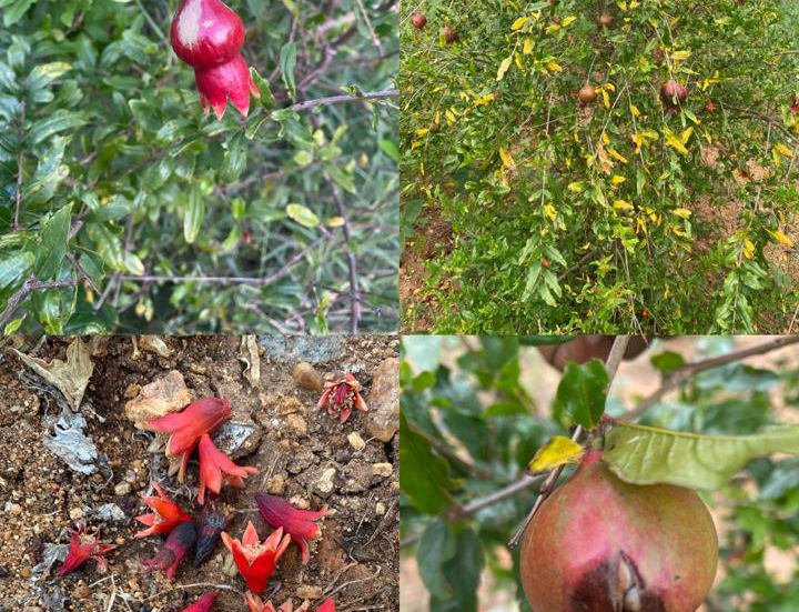 Pomegranate Nutrient Deficiencies – How to Spot & Fix Them Organically