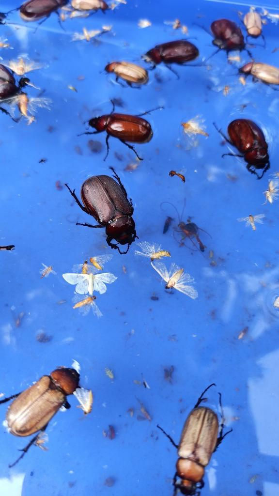 Thumbnail: solar Insect Trap-Beetle||Boost Crop Yield: Solar Insect Trap with UV Light||Say