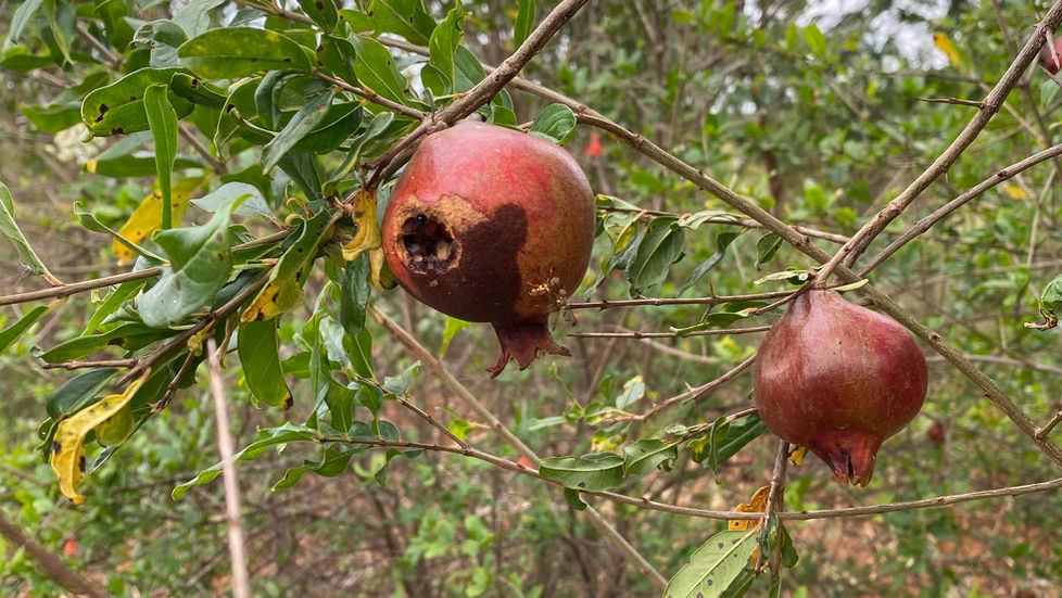 Organic Control of Pomegranate Fruit Borer (Anar Butterfly) | Easy South India Farmer Guide
