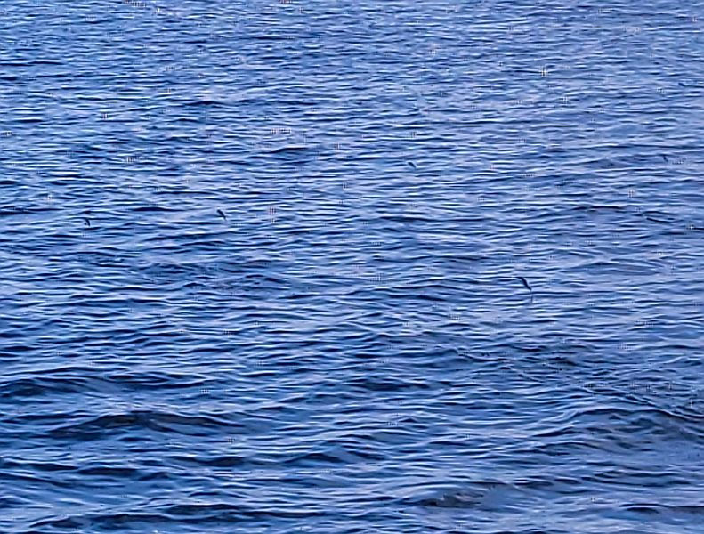 You can see 5 of them in this photo!