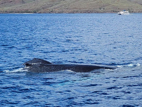 Whale Watching, Fishing & Molokini