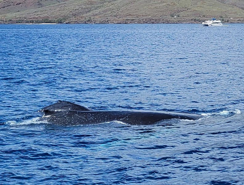 Whale Watching, Fishing & Molokini