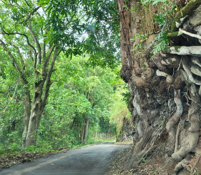 Road outside of Hana to the 7 Pools
