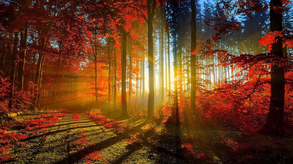 Fall Sunrise