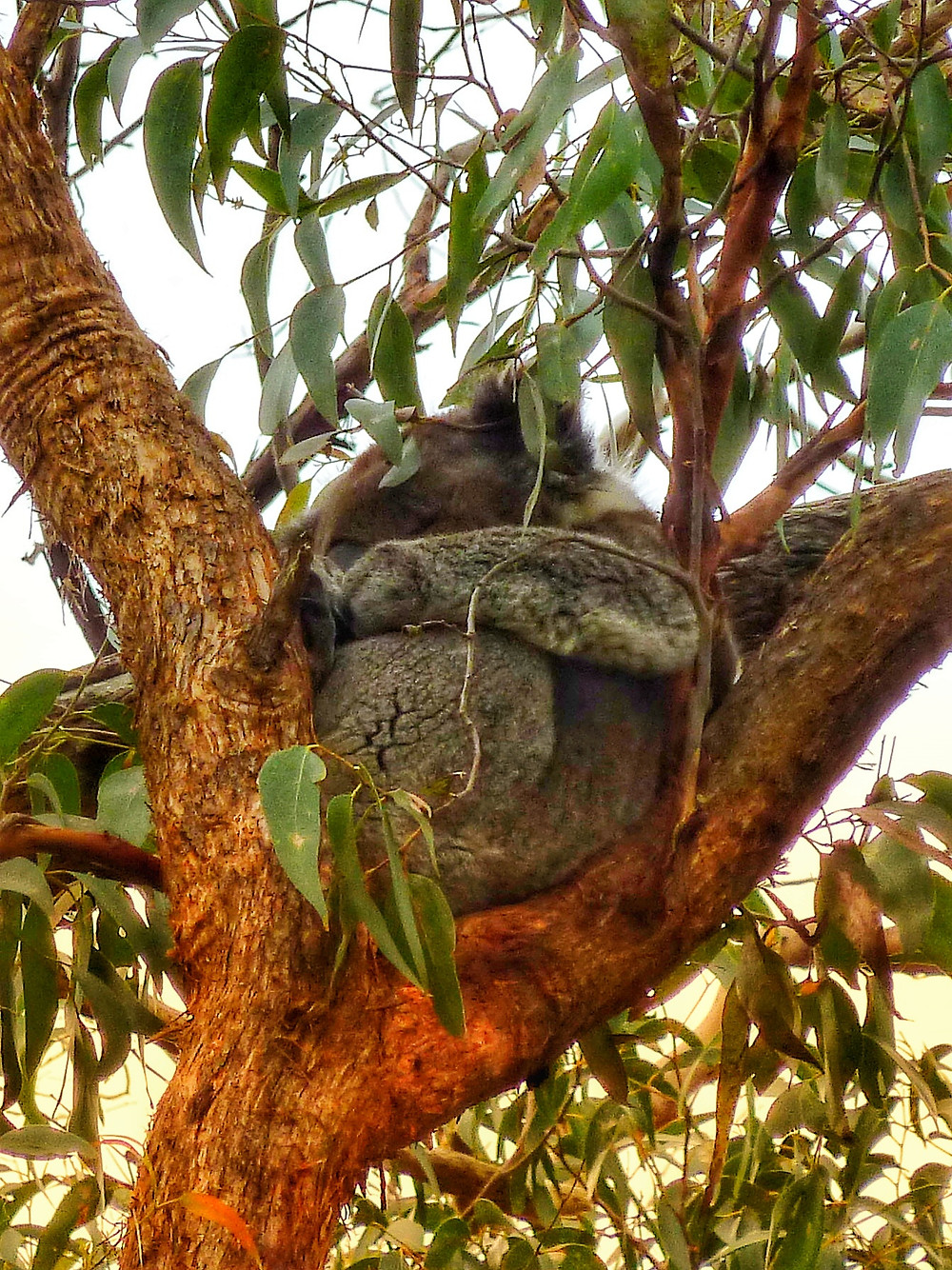 Drop bear sleeping