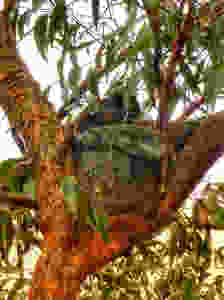 Drop bear sleeping