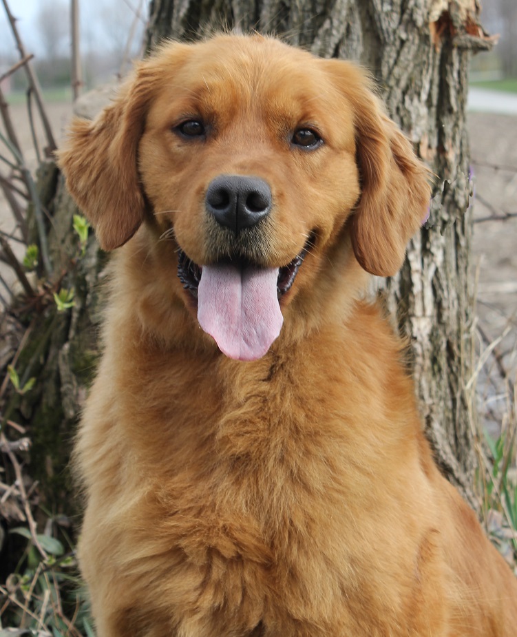 √√ Golden Retriever Puppies Ontario Canada Buy Puppy In Your Area