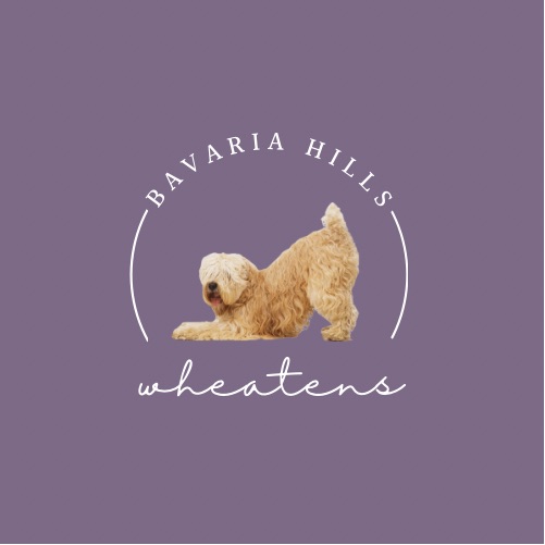 Bavaria Hills Wheatens logo