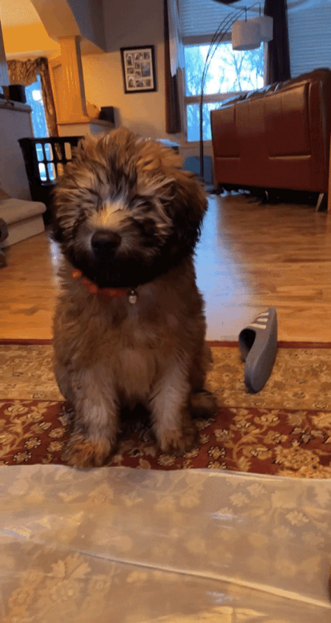 IMG_7296.gif