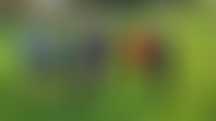 Oak class forest school