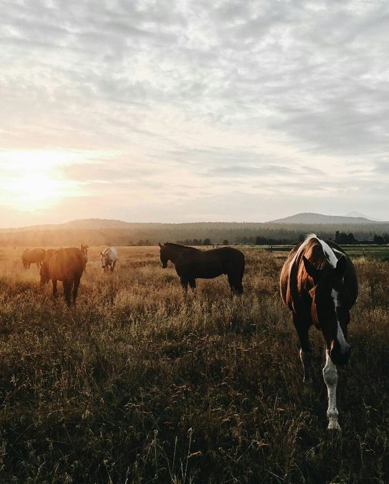 Wild & Wise Montana
