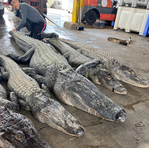 Alligator Hunt Trophy from Bayou Boys Adventures in Southeast Louisiana
