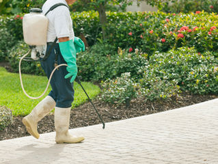 Why Do “Green” Pest Removal Practices Make A Difference?
