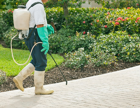 professional pest control services