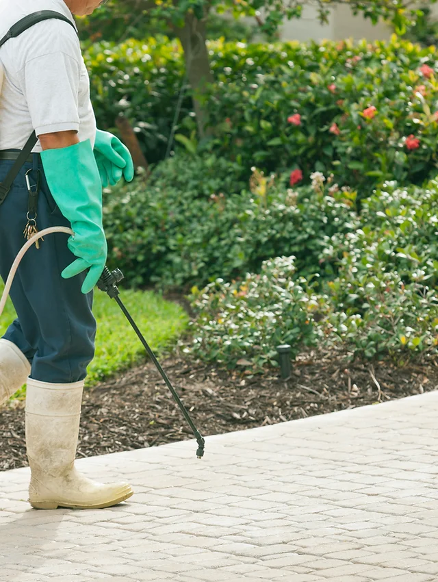R D Termite And Pest Control Solano And Contra Costa