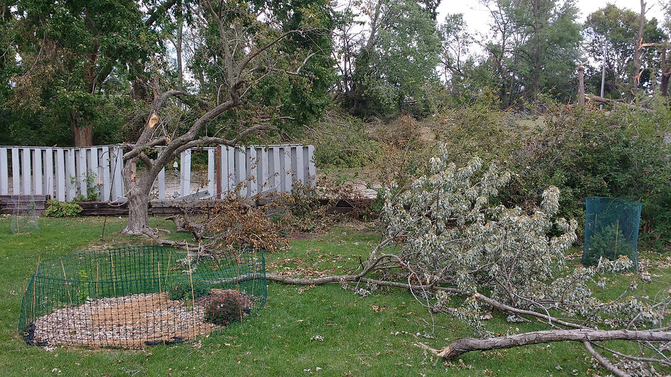 Our Backyard