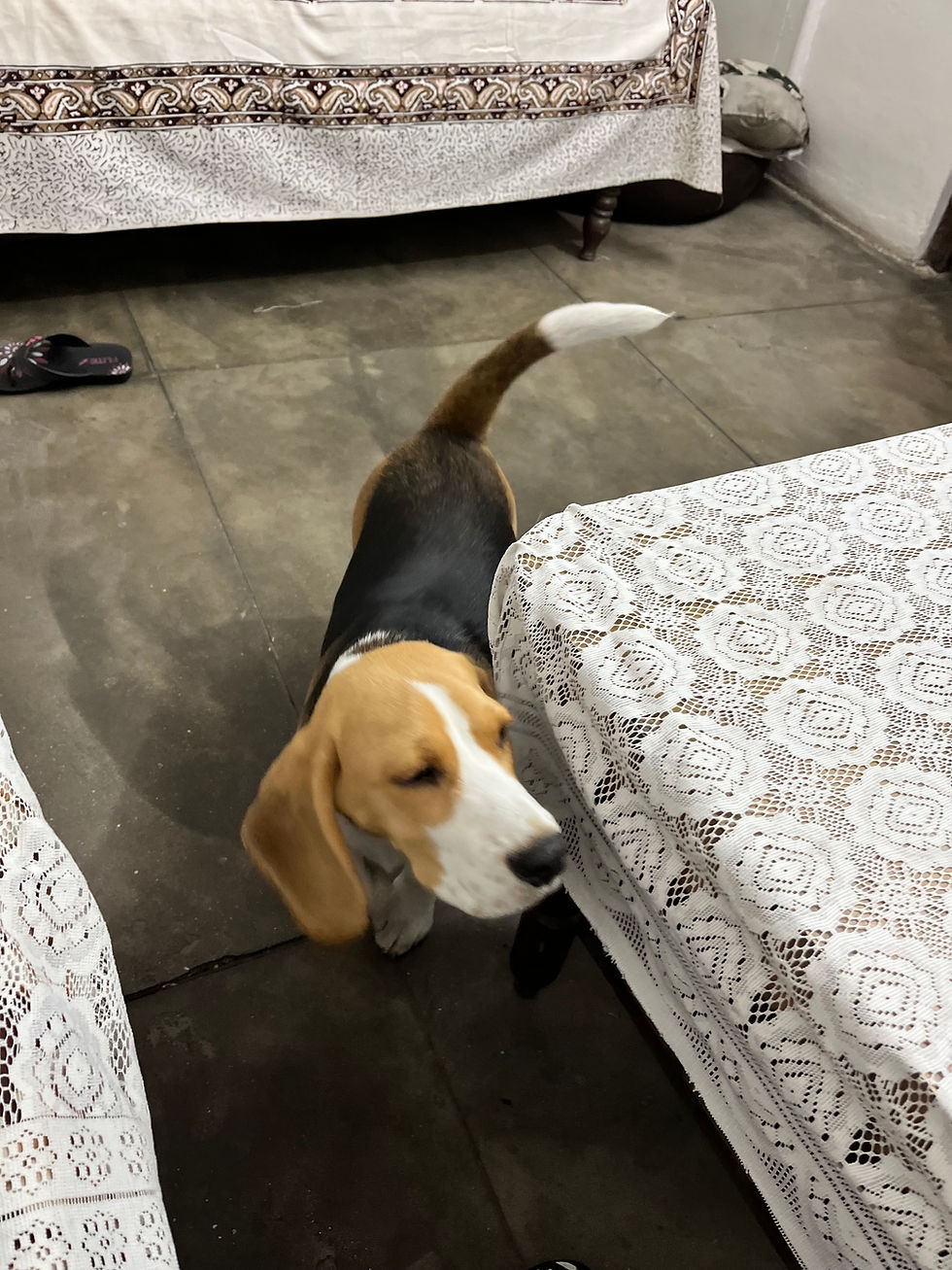 Brutus who is a 5 month old beagle puppy who every time he nibbled me with his cute puppy teeth, I had to say, “Et tu, Brute” which never got old for me but you can guess how everyone else felt!