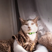 244695690_722439212489704_3551097932089266154_n_AdobeExpress