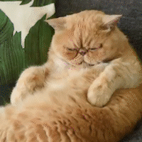 105959409_592996998011567_6241209978704656384_n_AdobeExpress