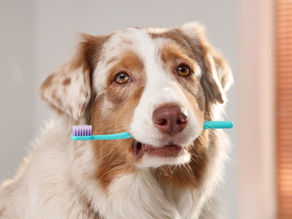 What Your Dog’s Gum Health Can Teach You About Your Own