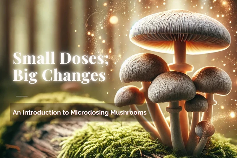 small doses big changes the microdosing path to transformation