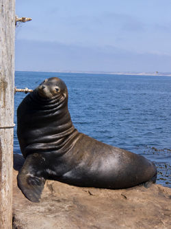 L1030330©ChDelory-Solaris-2019